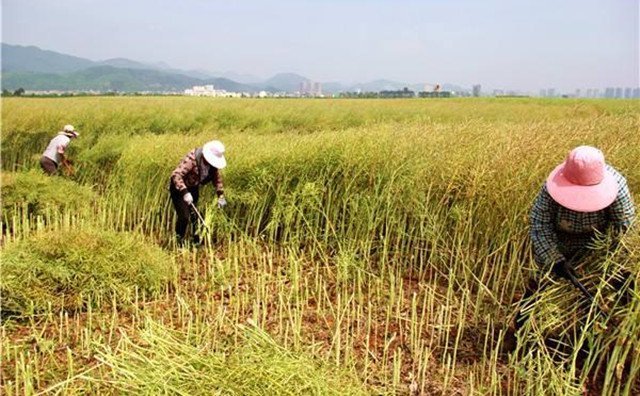 農(nóng)村的秸稈稻草，棉花桿，廢舊木材花生殼，都是農(nóng)業(yè)垃圾，在過(guò)去這些東西沒(méi)有人稀罕，到處亂扔，影響了農(nóng)村的面貌