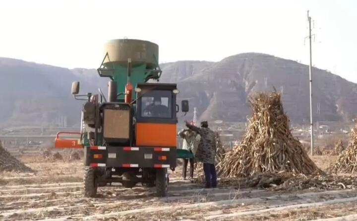 近日，走進(jìn)曲子鎮(zhèn)孟家寨村，工人們正駕駛農(nóng)機(jī)將秸稈打包回收，袁歲寶跟在機(jī)器后面細(xì)細(xì)數(shù)著自家玉米地剛剛打包完成的草包。